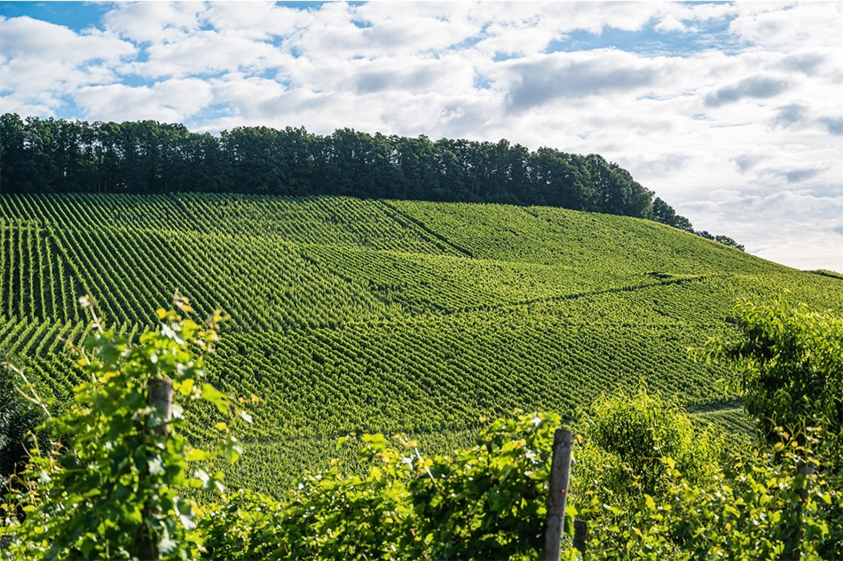 Ein grüner Weinberg erstreckt sich über einen Hügel unter einem bewölkten Himmel.